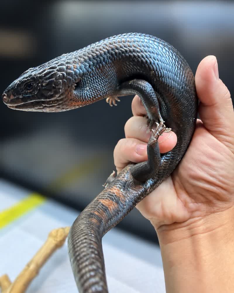 Northern blue-tongue skink