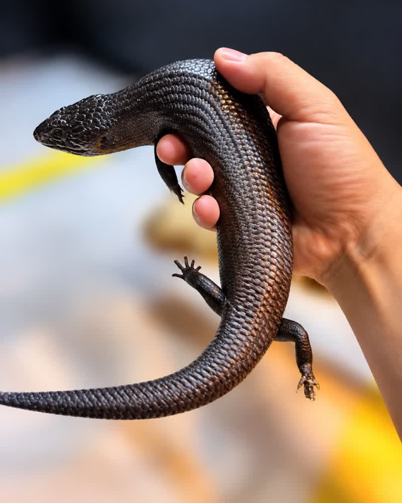 Eastern blue-tongue skink