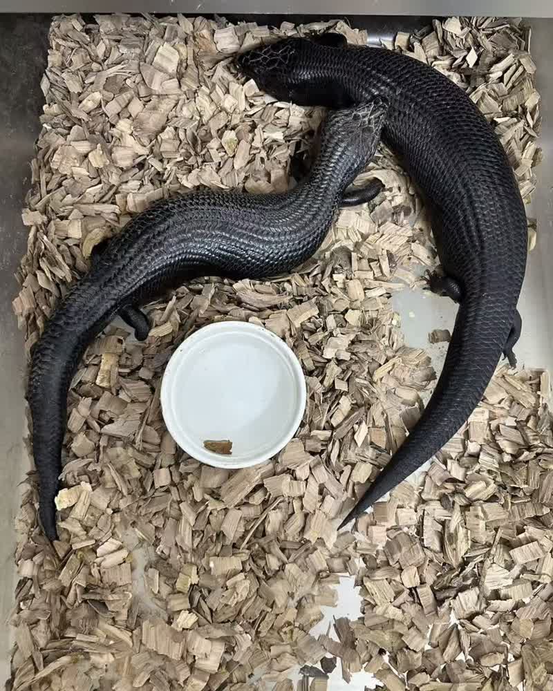 Blue-tongue skinks