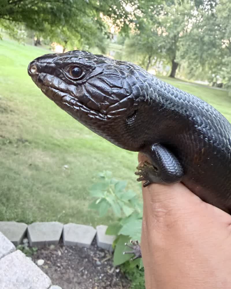Melanistic blue-tongue skink close-up