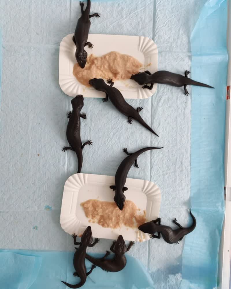 Blue-tongue skink babies